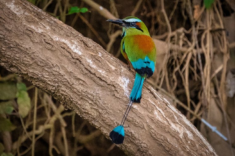 096 Tarcoles, wenkbrauwmotmot.jpg